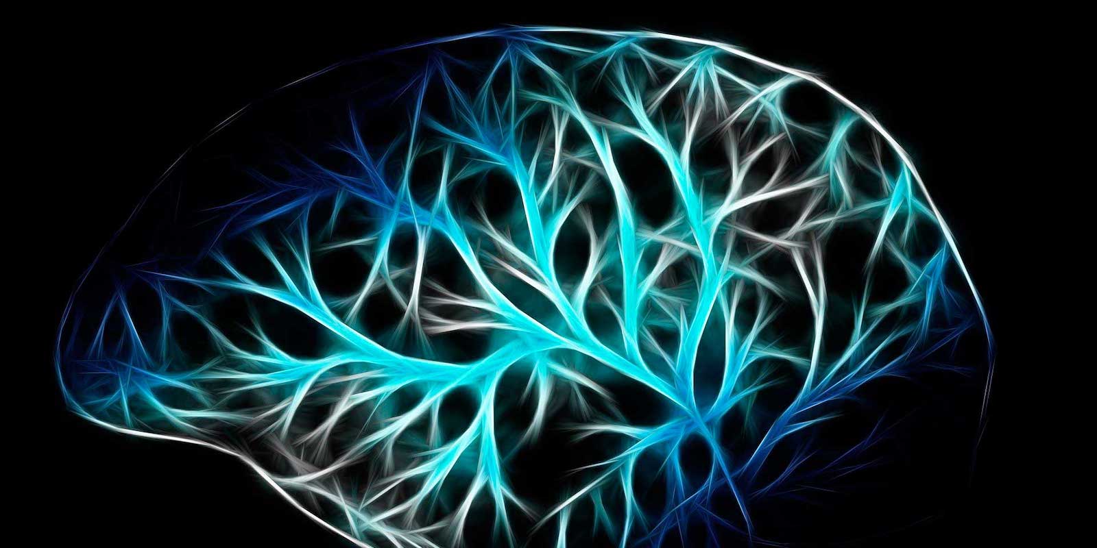 06. Bases biológicas de la conducta